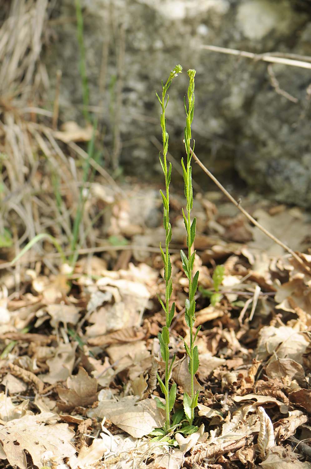 Erbacea longilinea  con rosetta basale - Arabis hirsuta