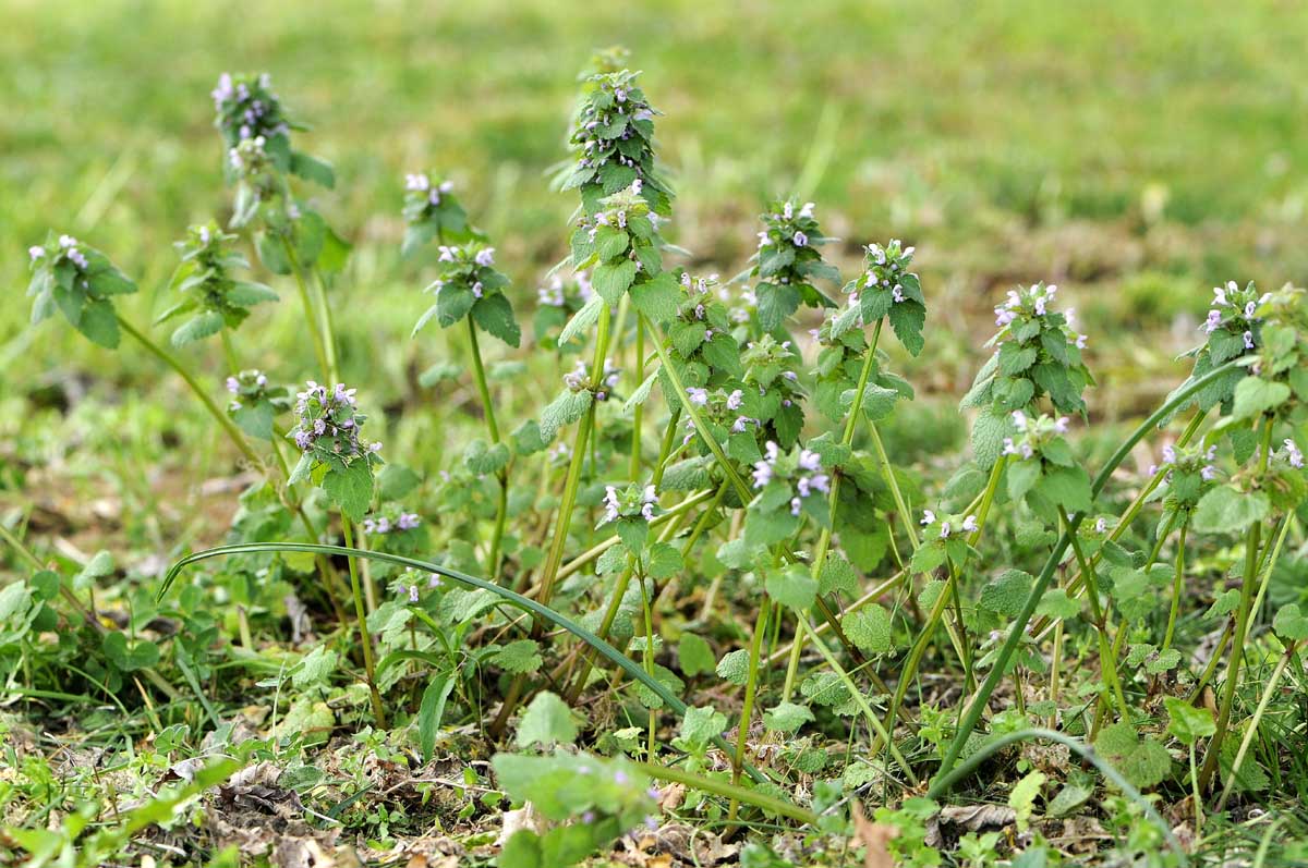 Lamium purpureum
