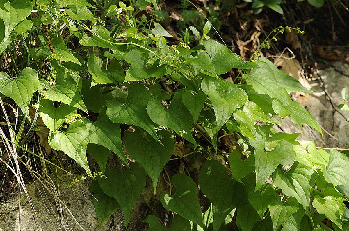 Dioscorea (=Tamus) communis / tamaro
