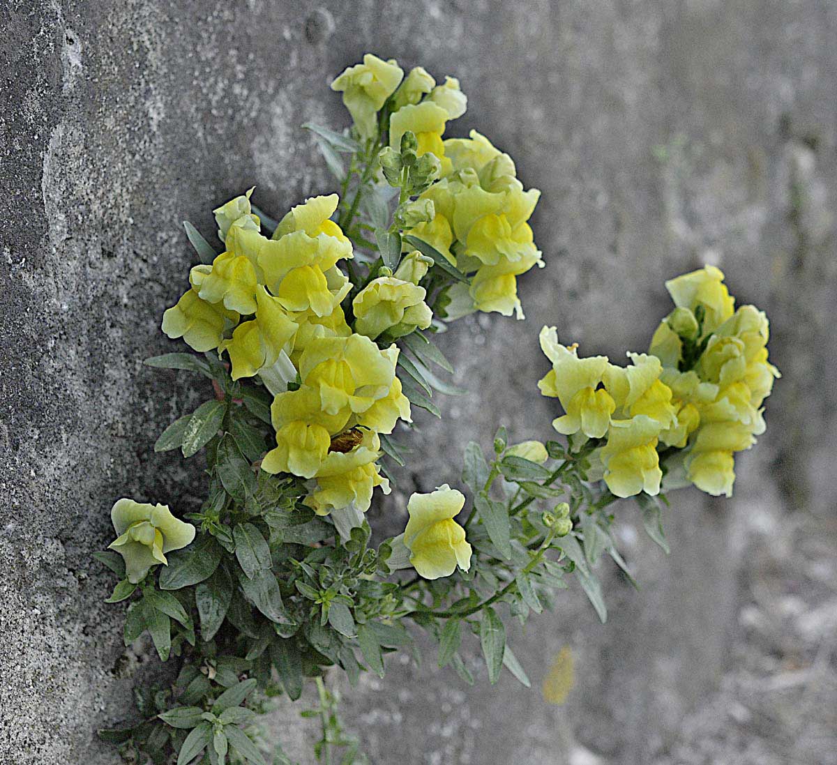 Sbuca da un muro: Antirrhinum majus, cultivar