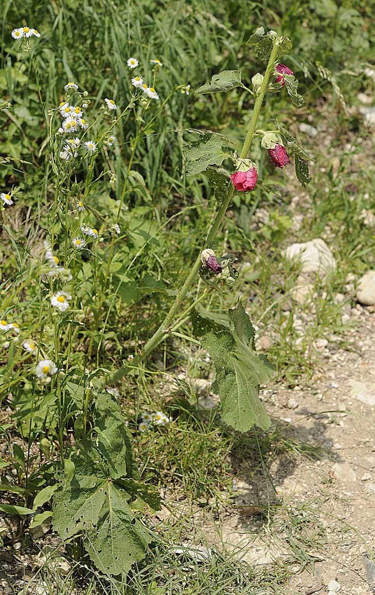 Alcea rosea / Malvone roseo