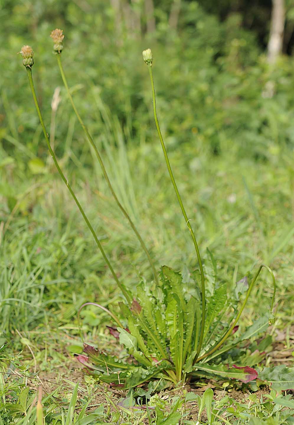 Leontodon hispidus