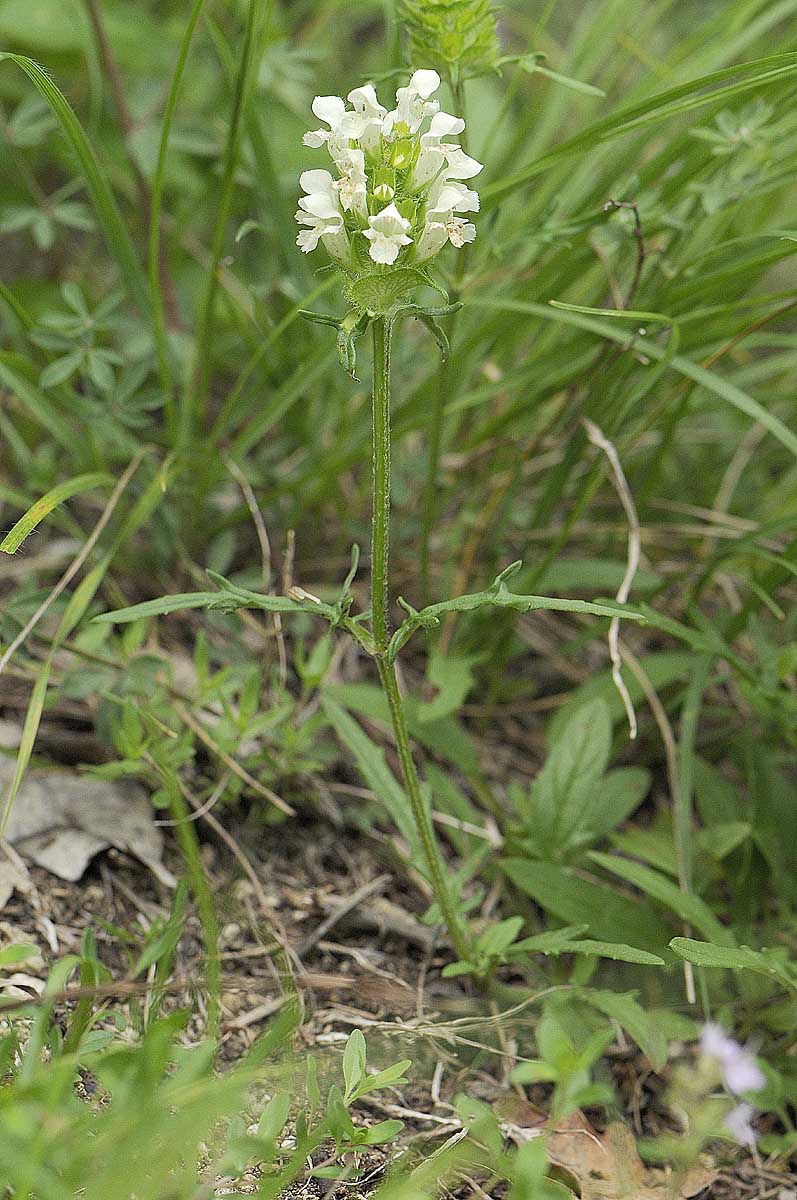 Prunella laciniata / Prunella gialla