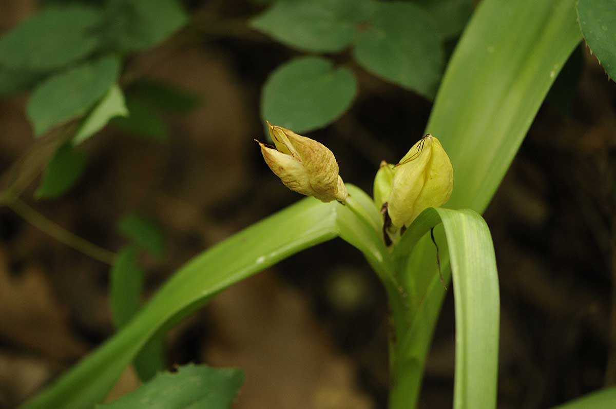 Colchicum autumnale, frutti