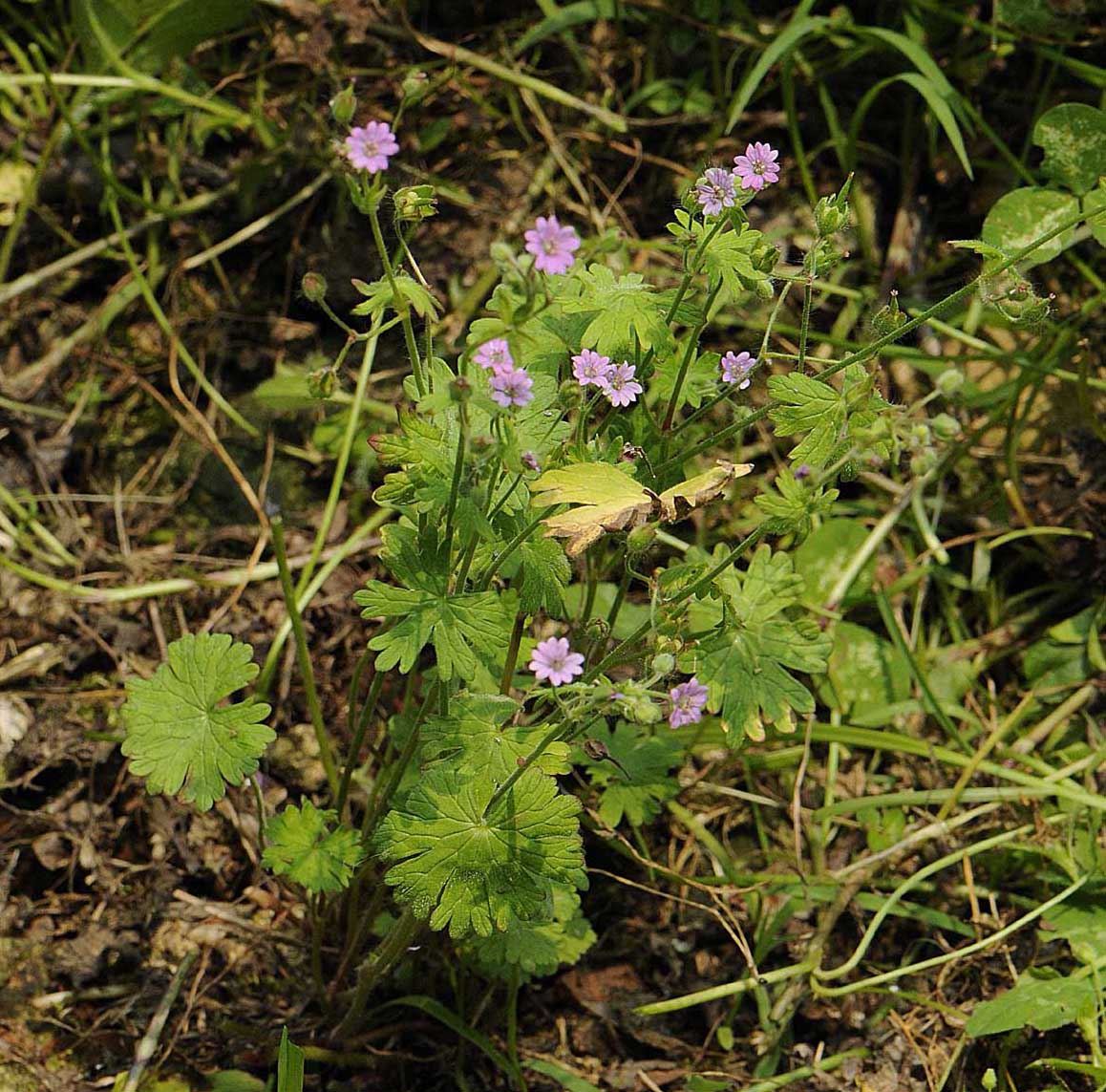 Geranium molle / Geranio volgare