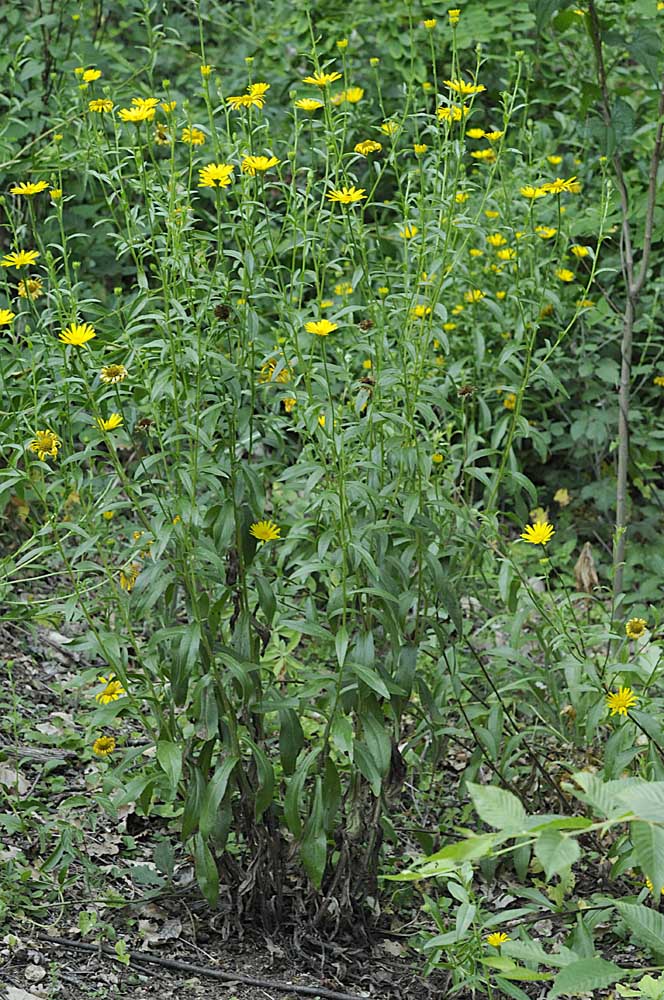 Buphthalmum salicifolium subsp. salicifolium