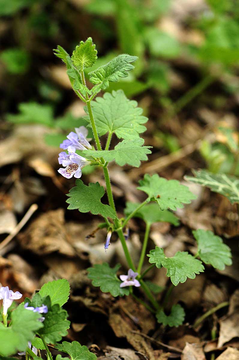 Glechoma hederacea subsp hirsuta?