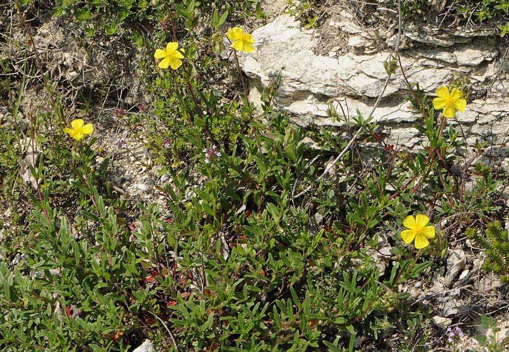 Helianthemum mummularium s. l.