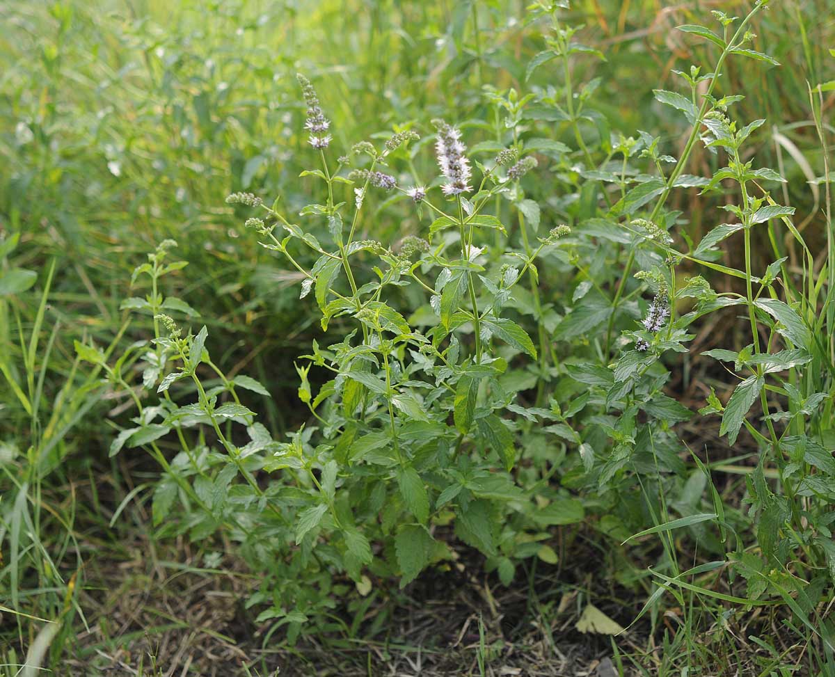 Mentha spicata?