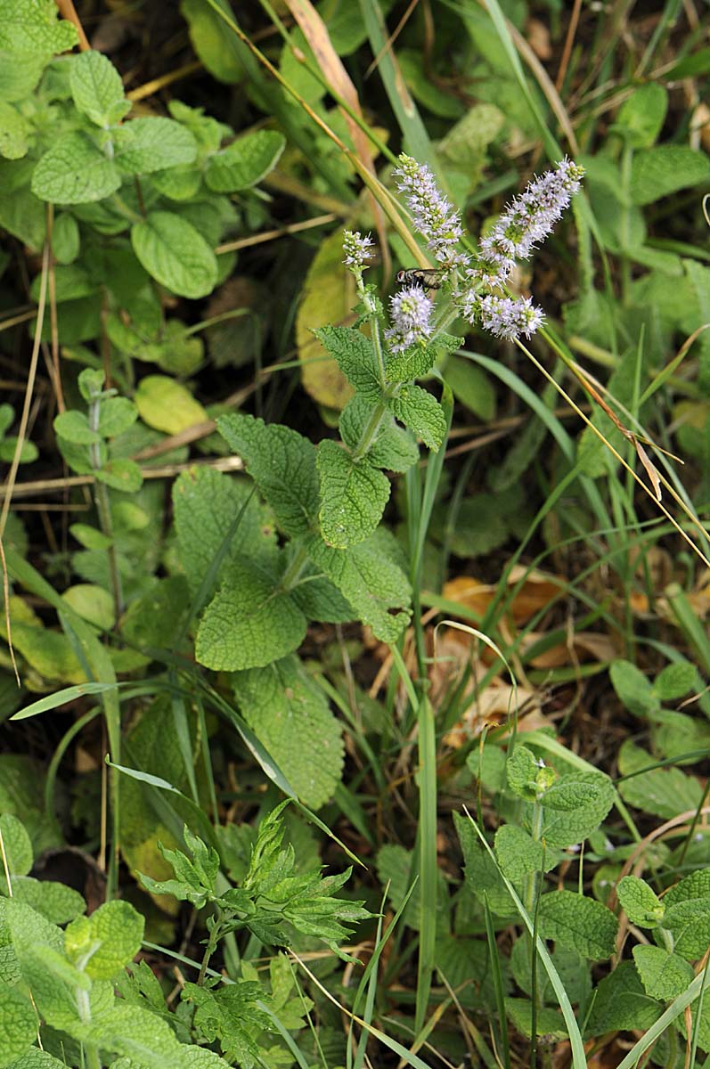 Mentha suaveolens?