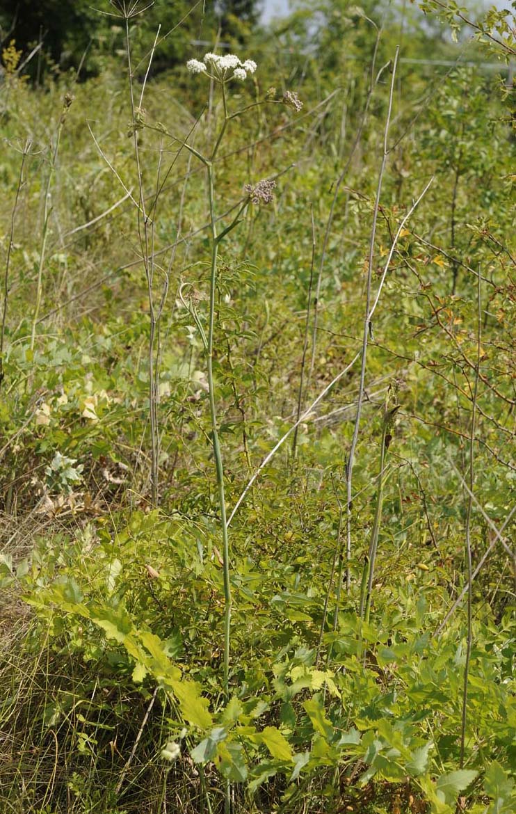 Peucedanum cervaria?