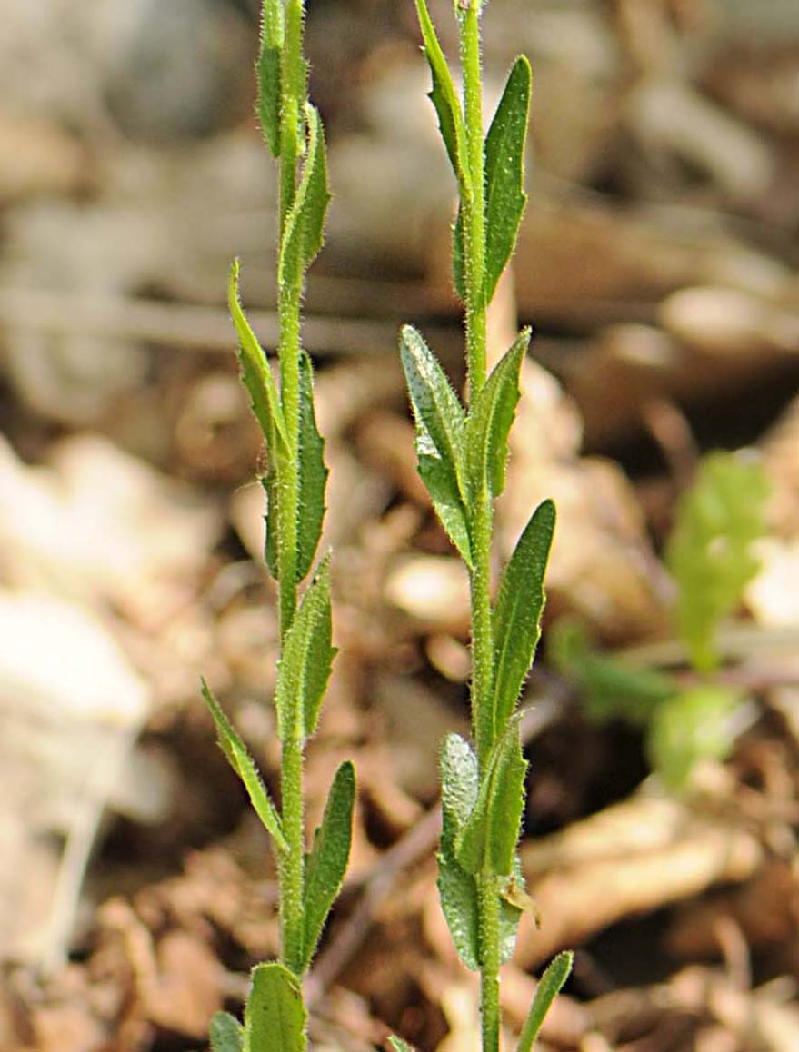 Erbacea longilinea  con rosetta basale - Arabis hirsuta