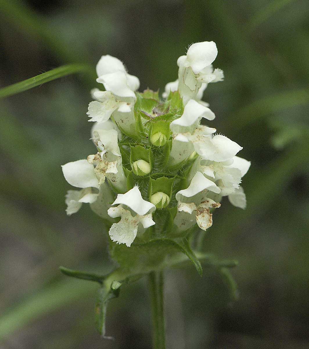 Prunella laciniata / Prunella gialla