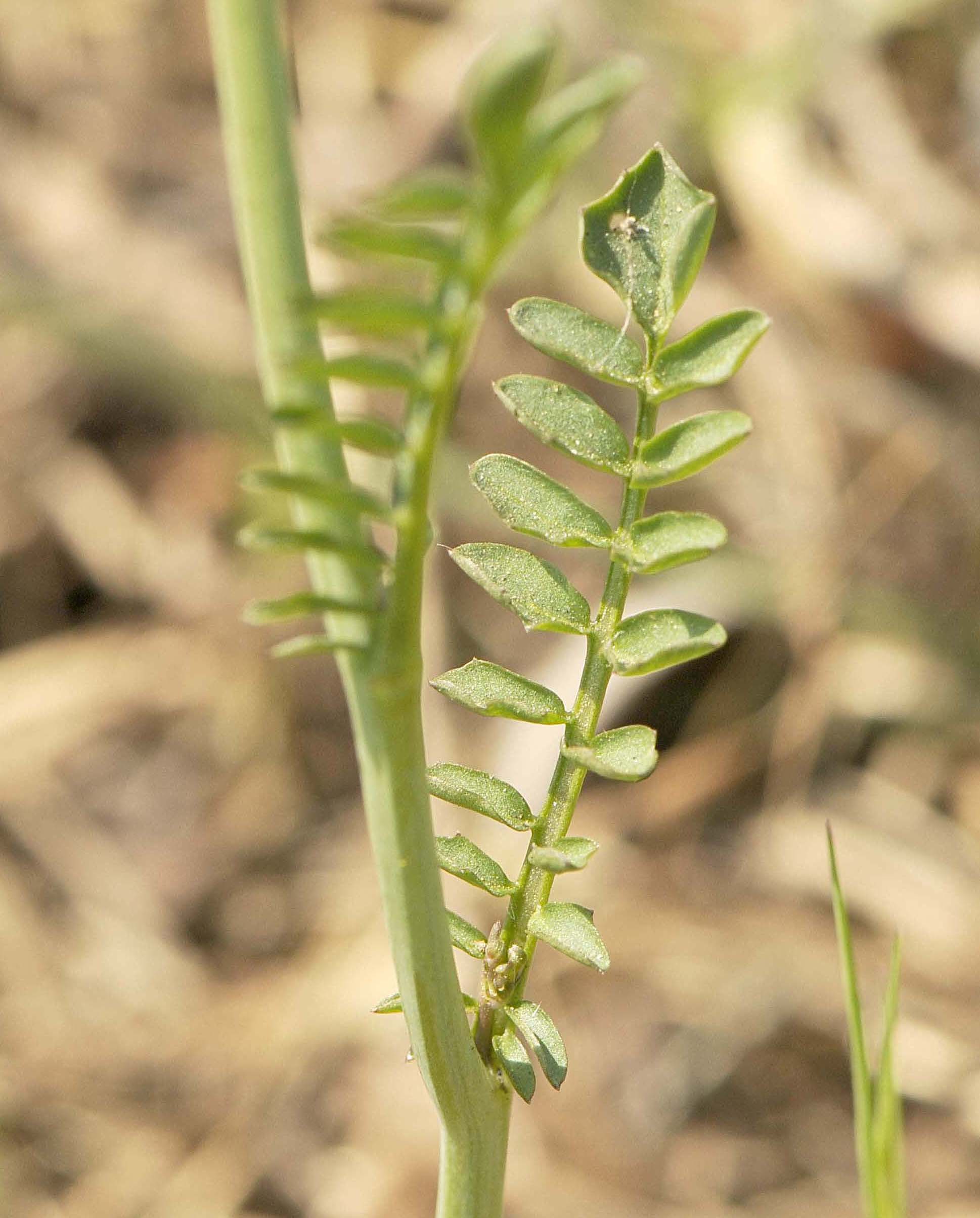 Cardamine pratensis / Crescione dei prati