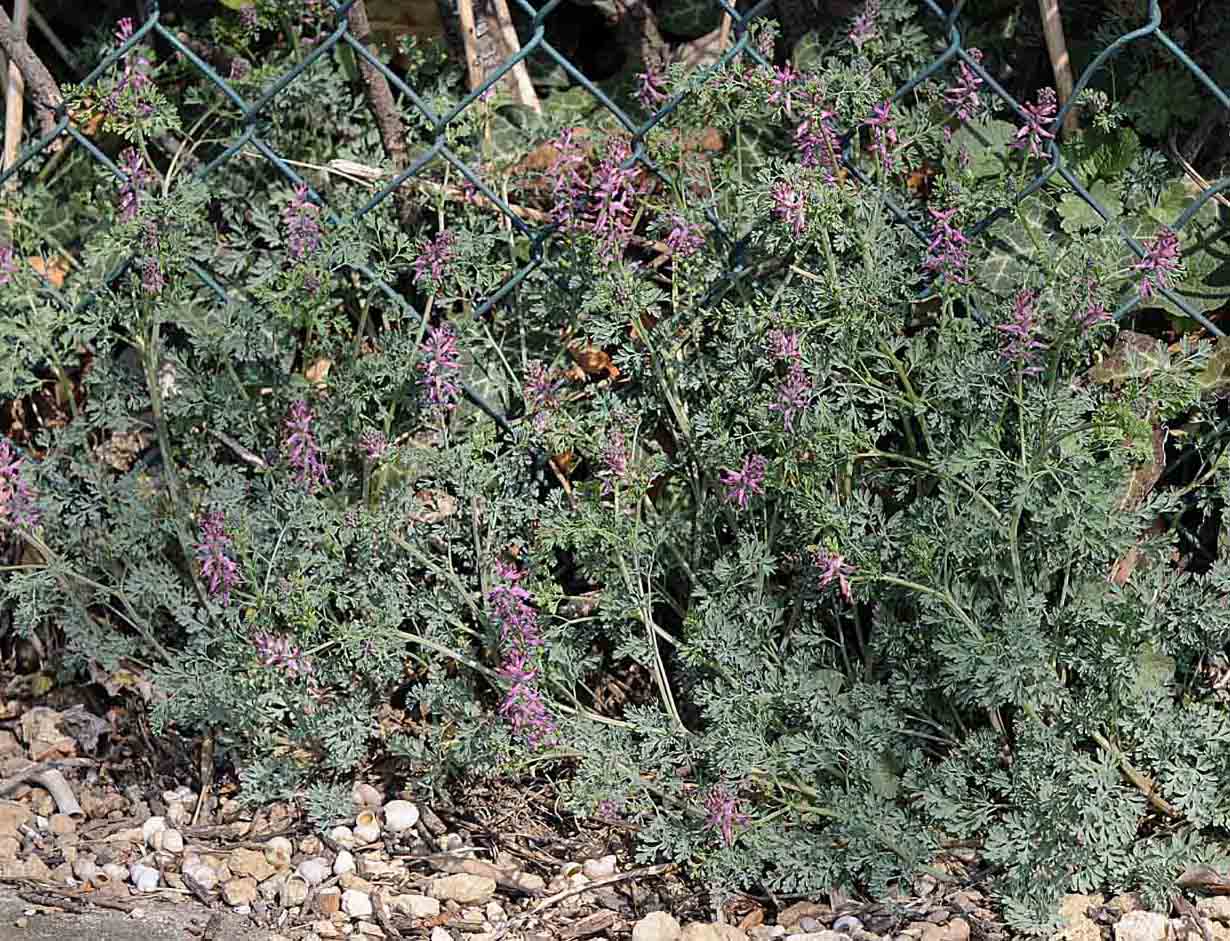Fumaria officinalis subsp. officinalis / Fumaria comune