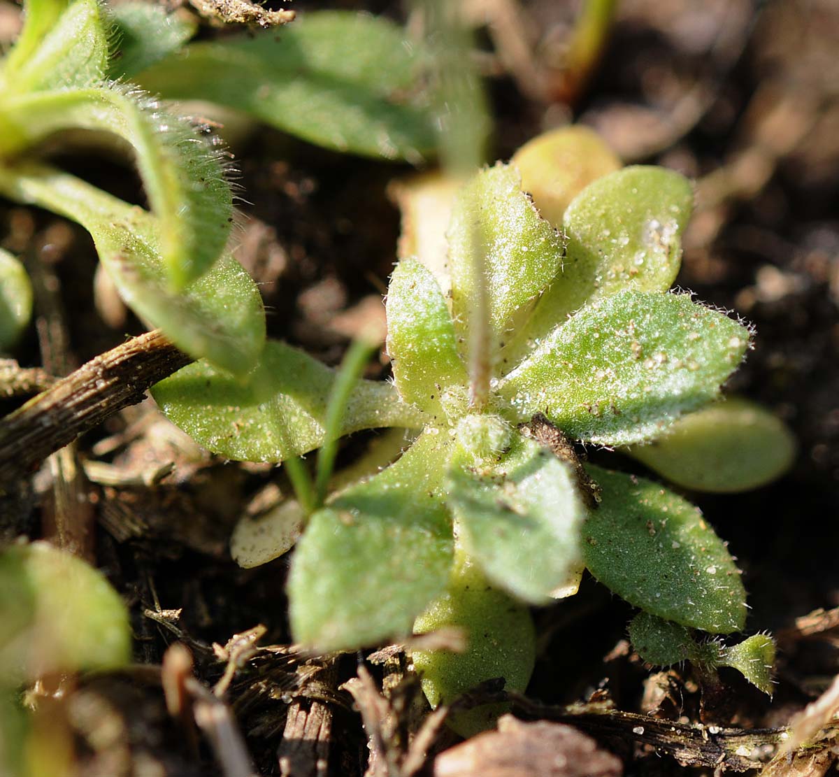 Erophila verna