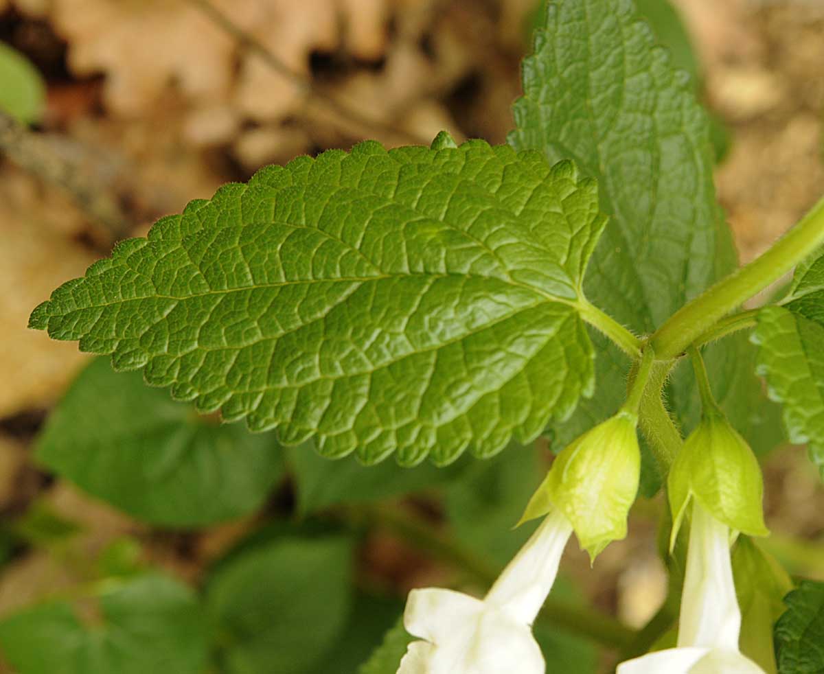 Melittis melissophyllum L.