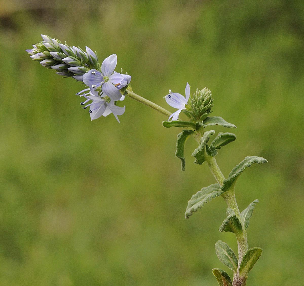 Veronica prostrata L. subsp. prostrata