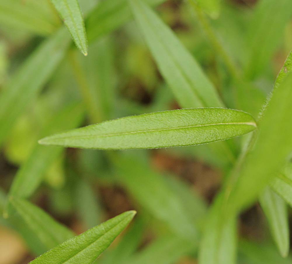 Buglossoides purpurocaerulea (L.) I.M. Johnst