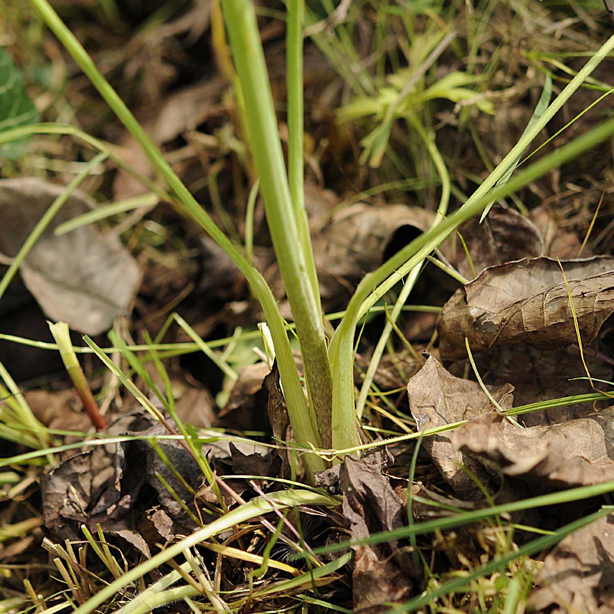 Ranunculus acris L / Ranuncolo comune