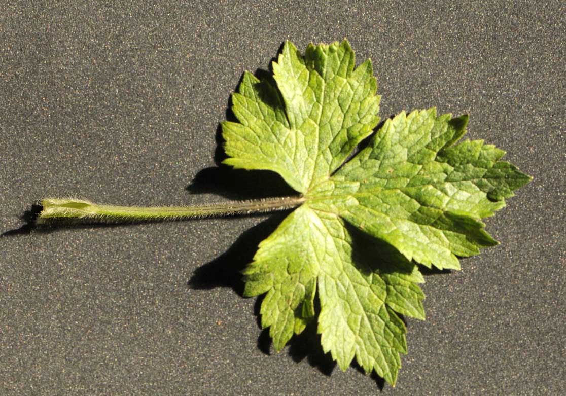 Ranunculus lanuginosus / Ranuncolo lanuto