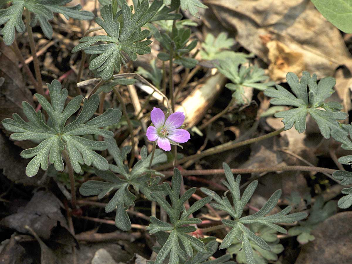 Un Geranium un p strano: Geranium columbinum