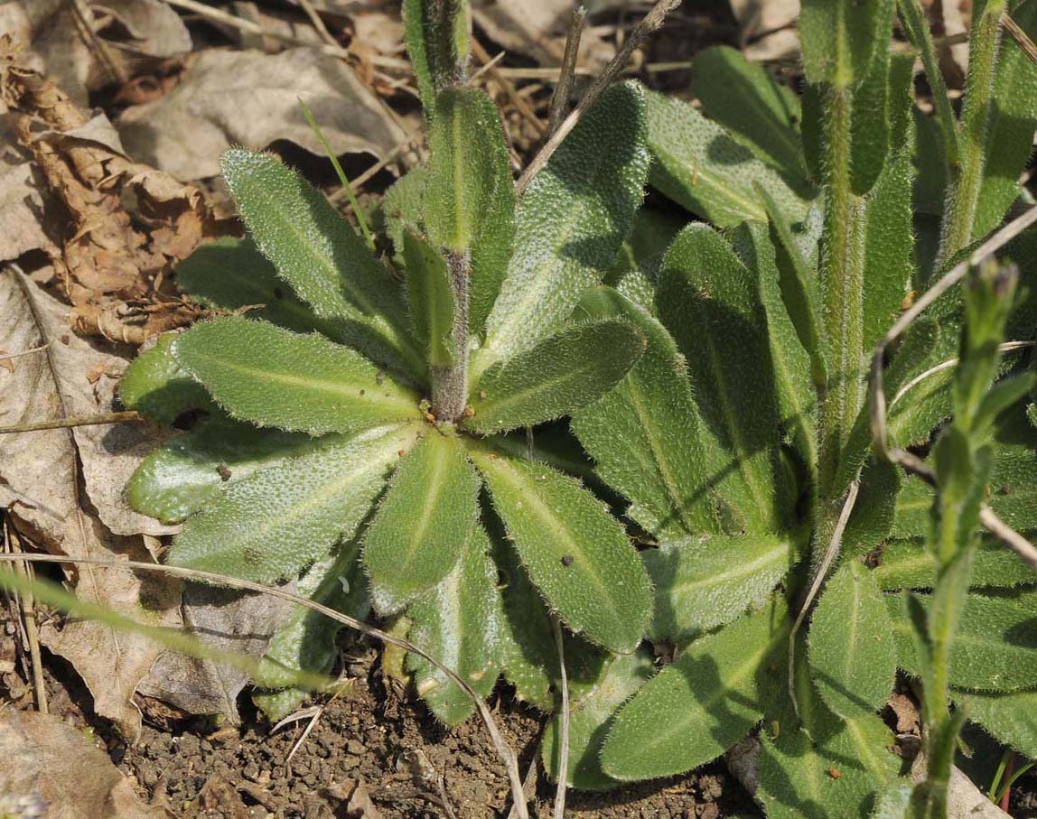 Erbacea longilinea  con rosetta basale - Arabis hirsuta