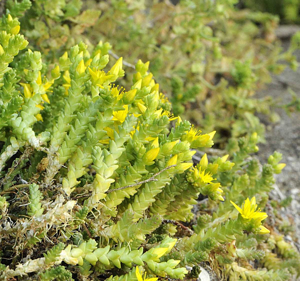 Sedum acre