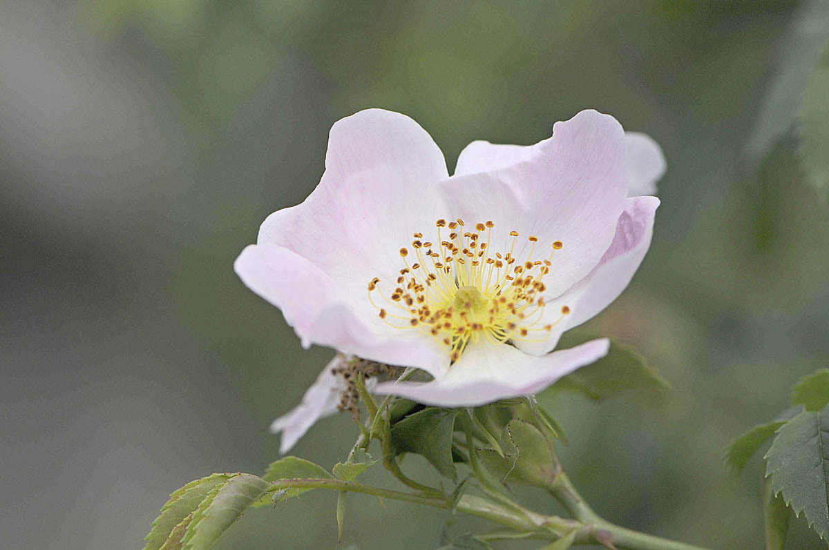Rosa canina / Rosa canina