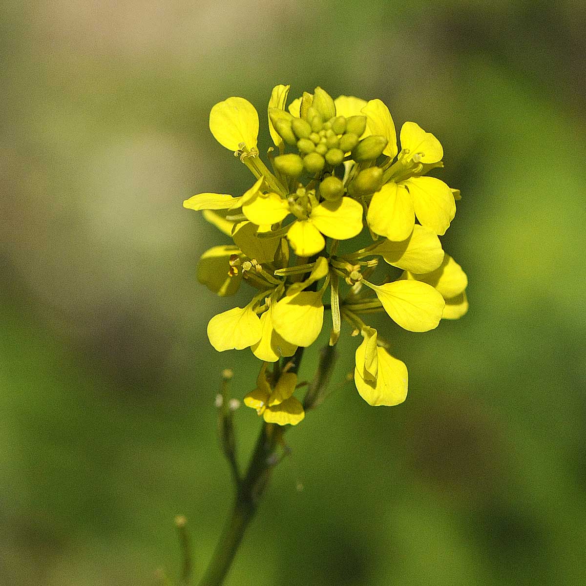 Sinapis arvensis
