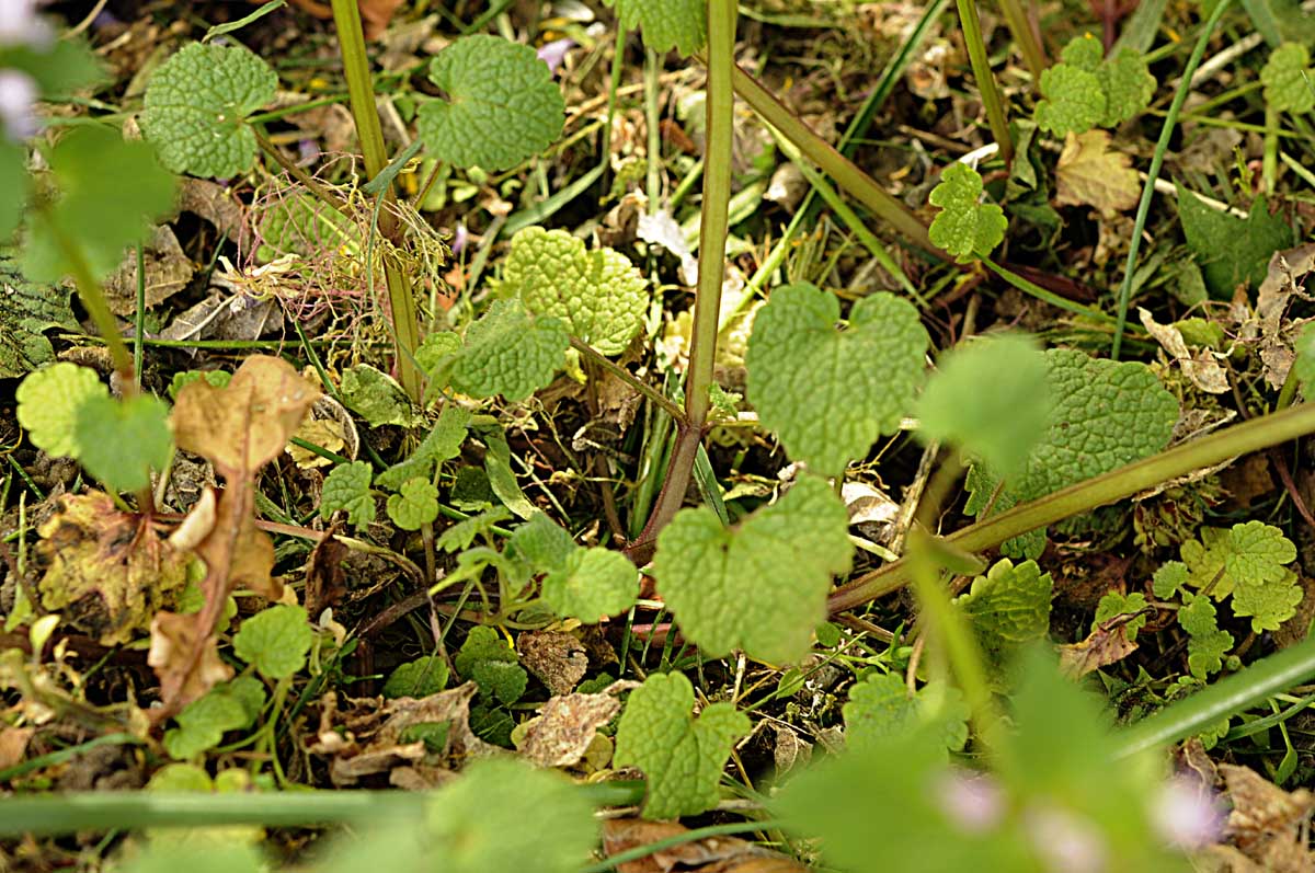 Lamium purpureum