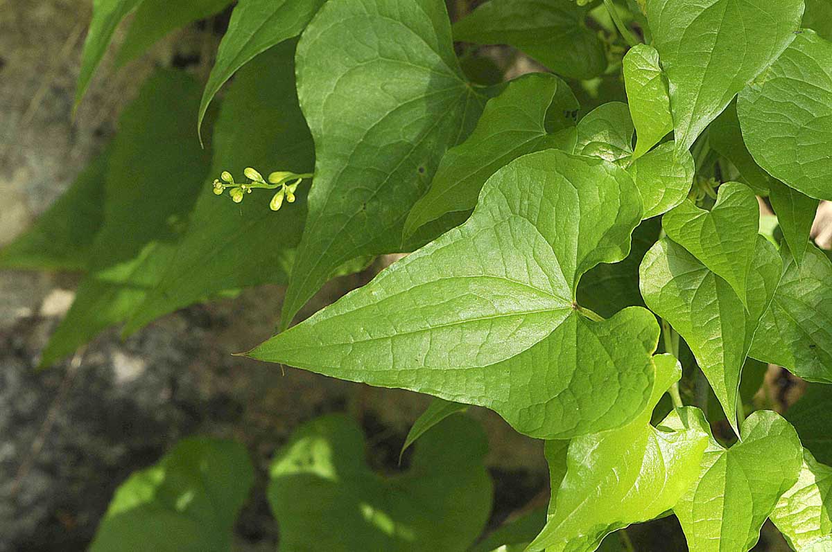 Dioscorea (=Tamus) communis / tamaro