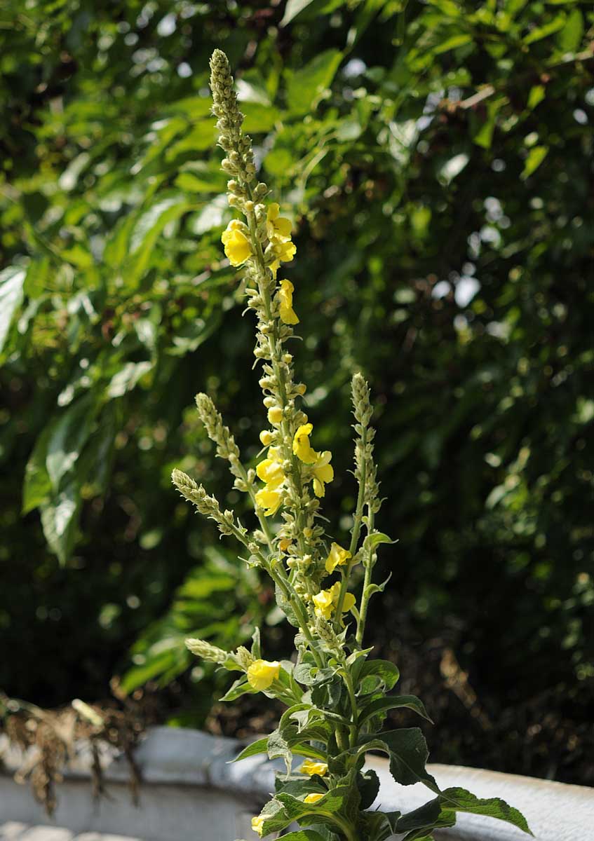 Verbascum phlomoides o V.densiflorum ?