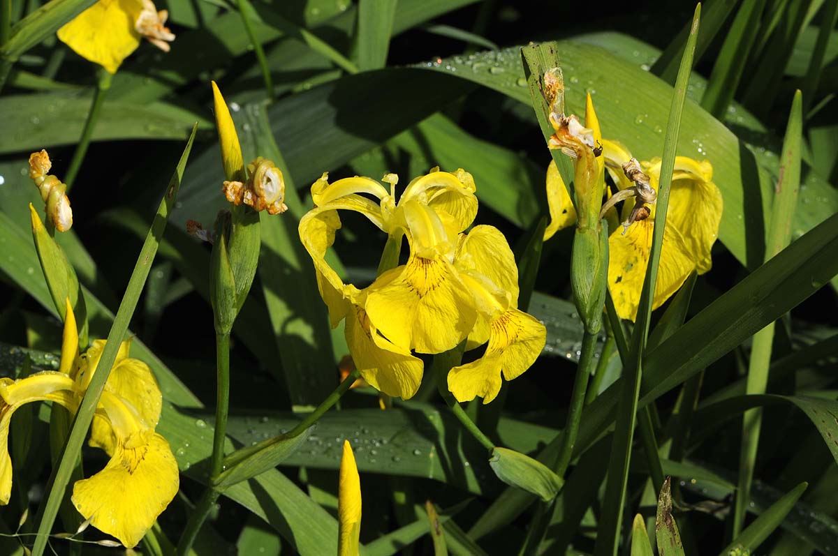 Iris pseudacorus