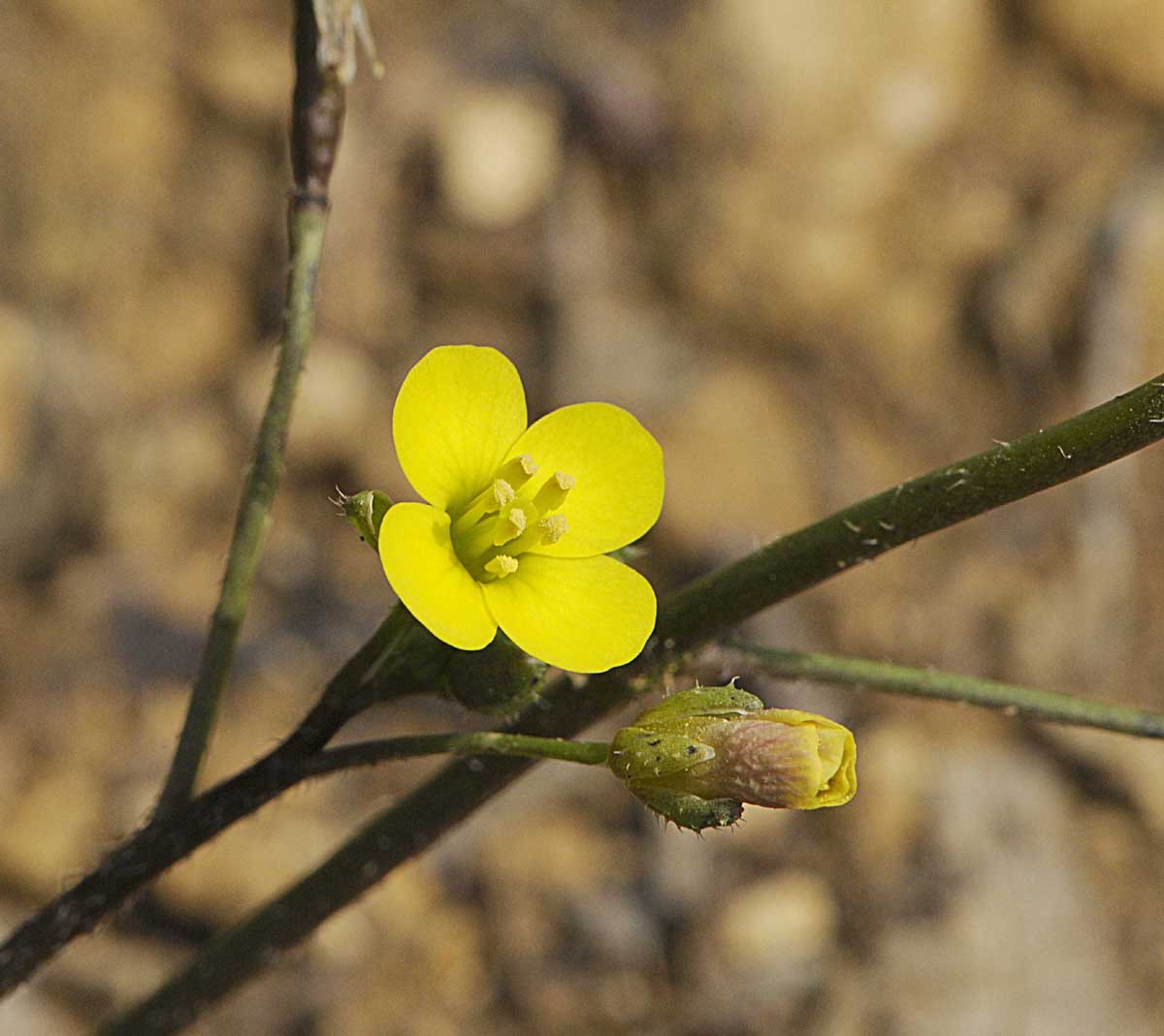 Diplotaxis muralis / Ruchetta dei muri