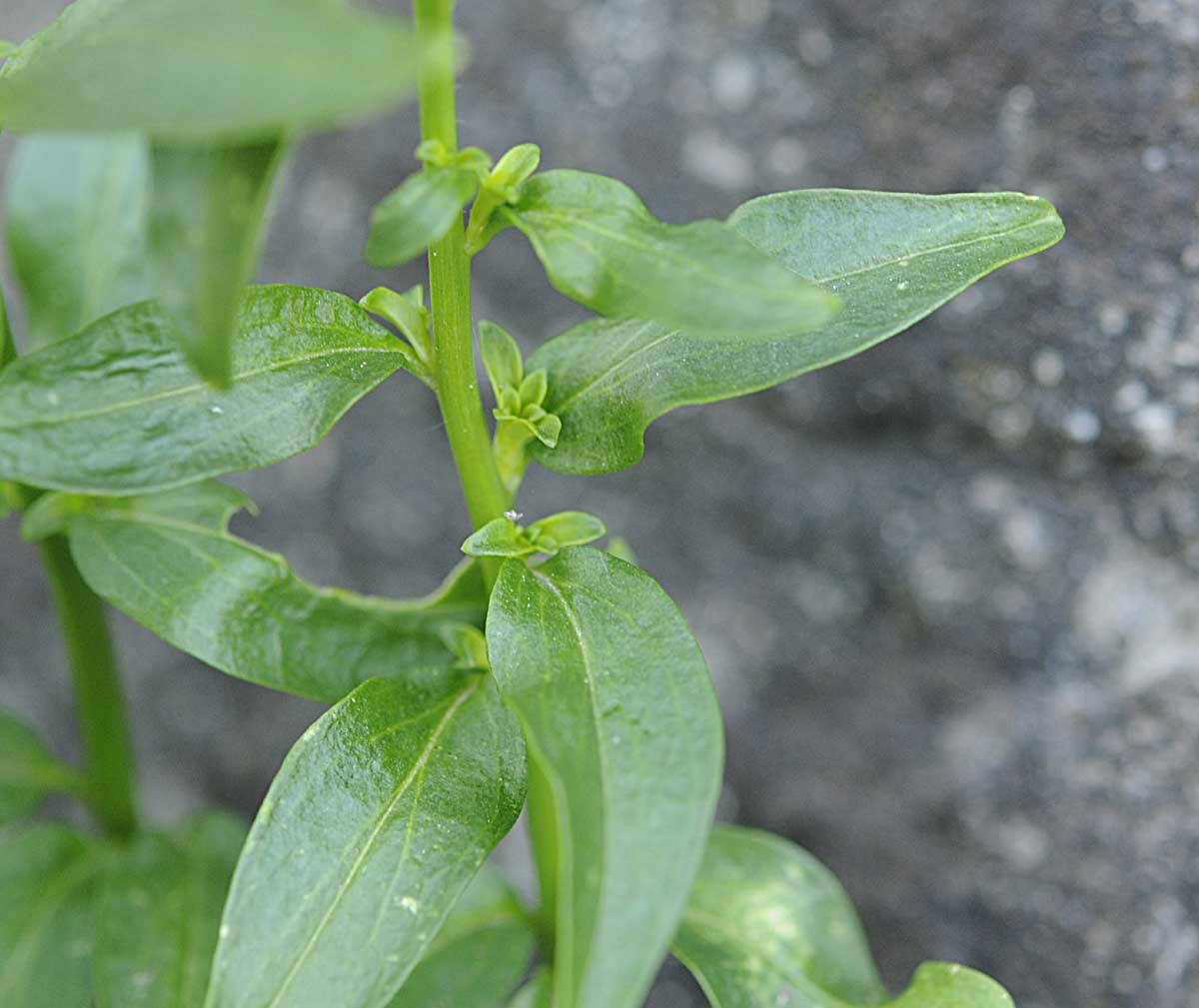 Sbuca da un muro: Antirrhinum majus, cultivar