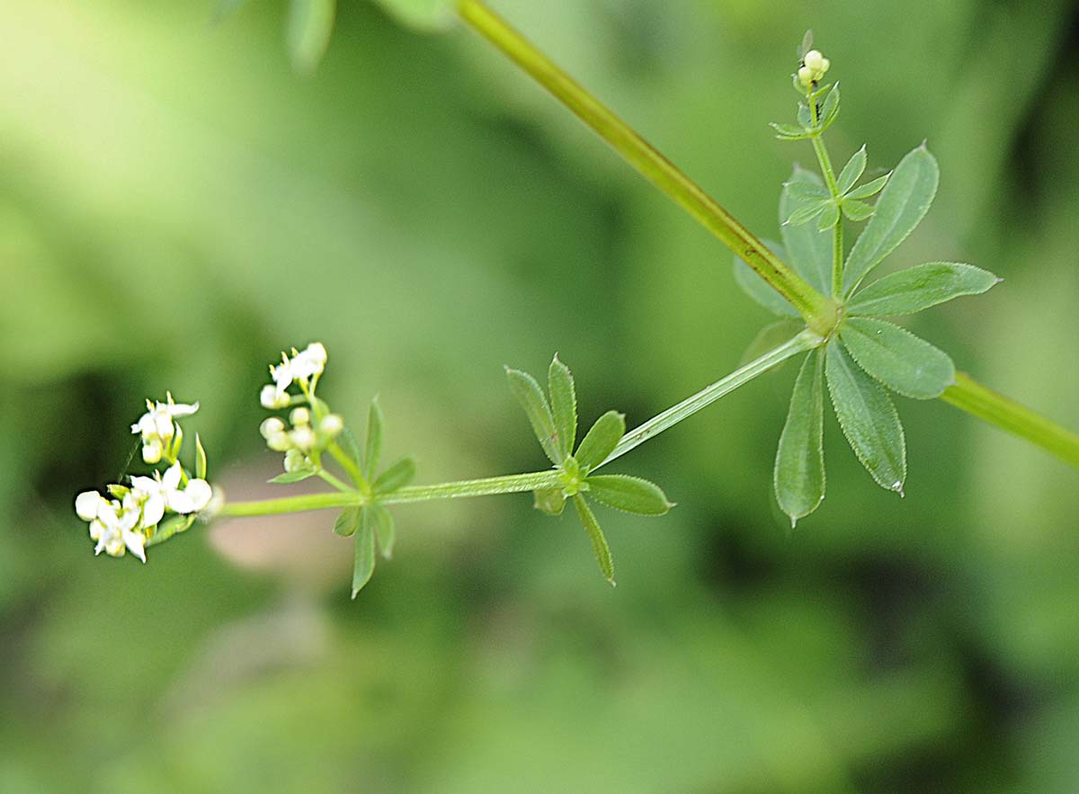 Galium mollugo / Caglio tirolese
