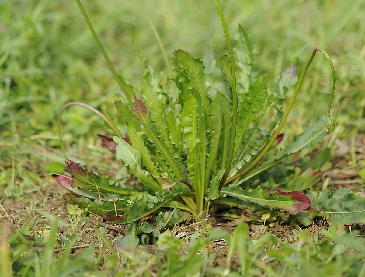 Leontodon hispidus