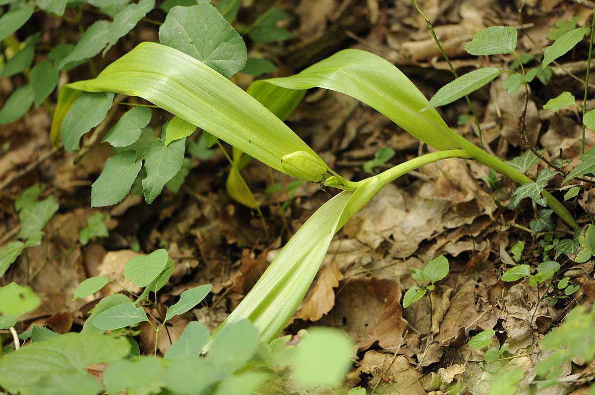 Colchicum autumnale, frutti