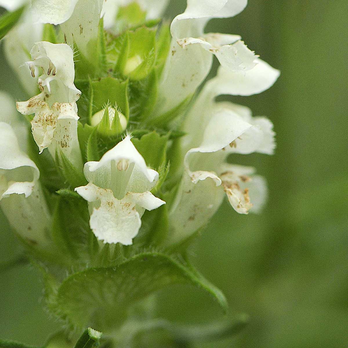 Prunella laciniata / Prunella gialla