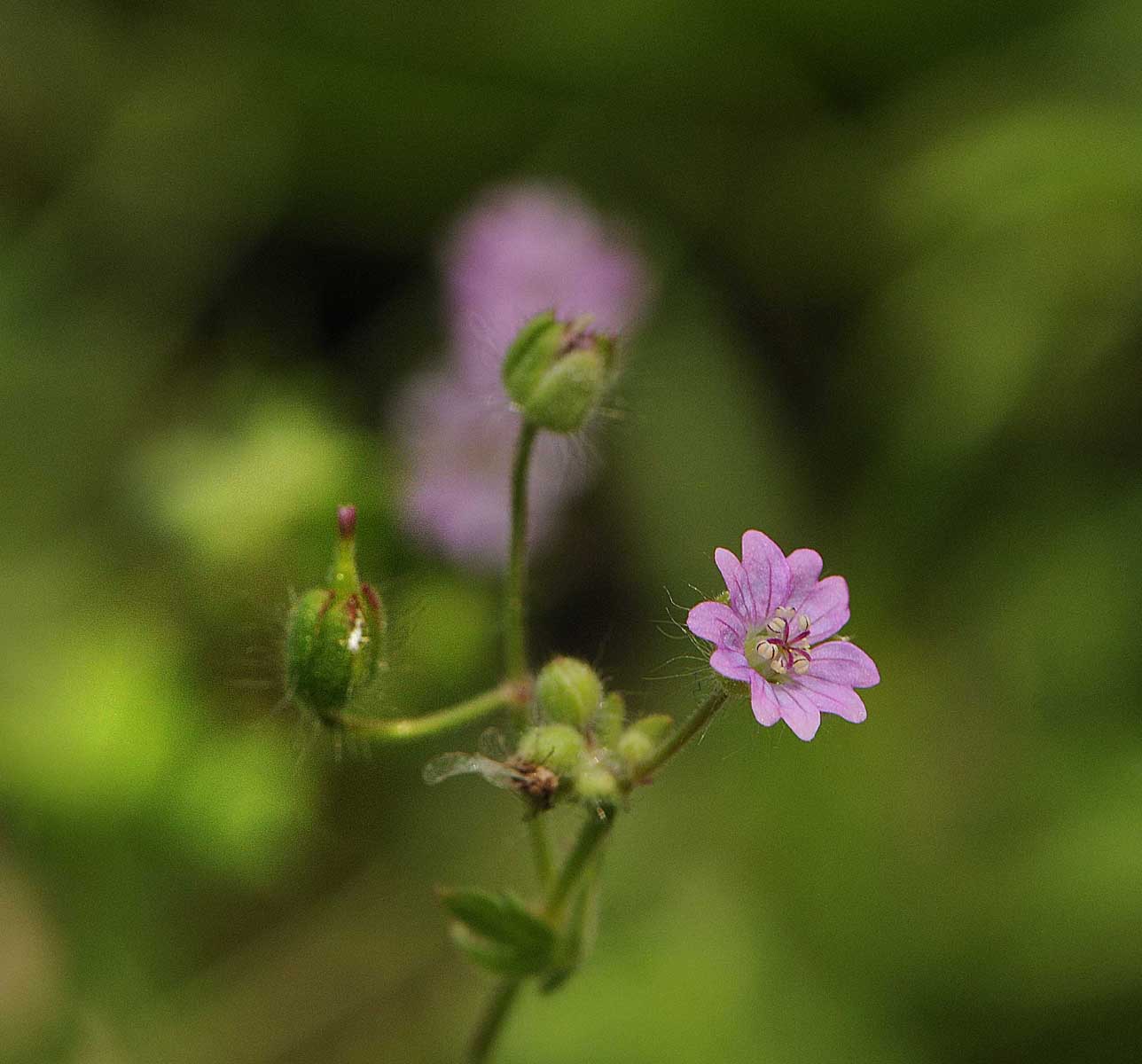 Geranium molle / Geranio volgare