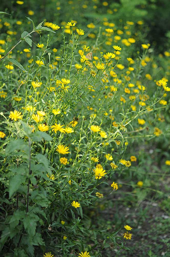 Buphthalmum salicifolium subsp. salicifolium