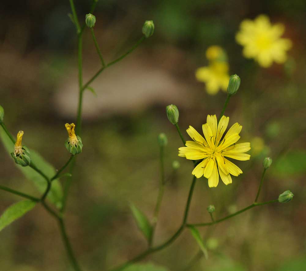 Lapsana communis / Lassana comune