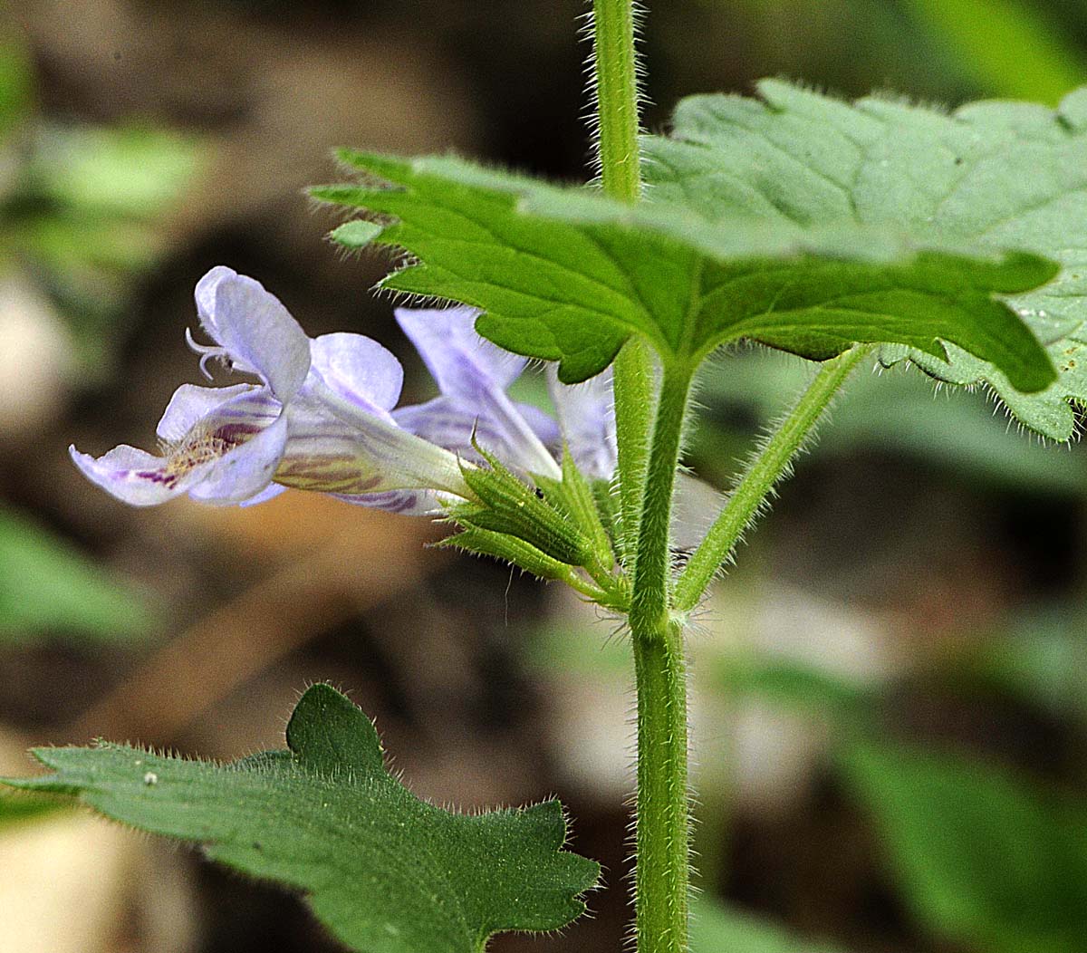 Glechoma hederacea subsp hirsuta?