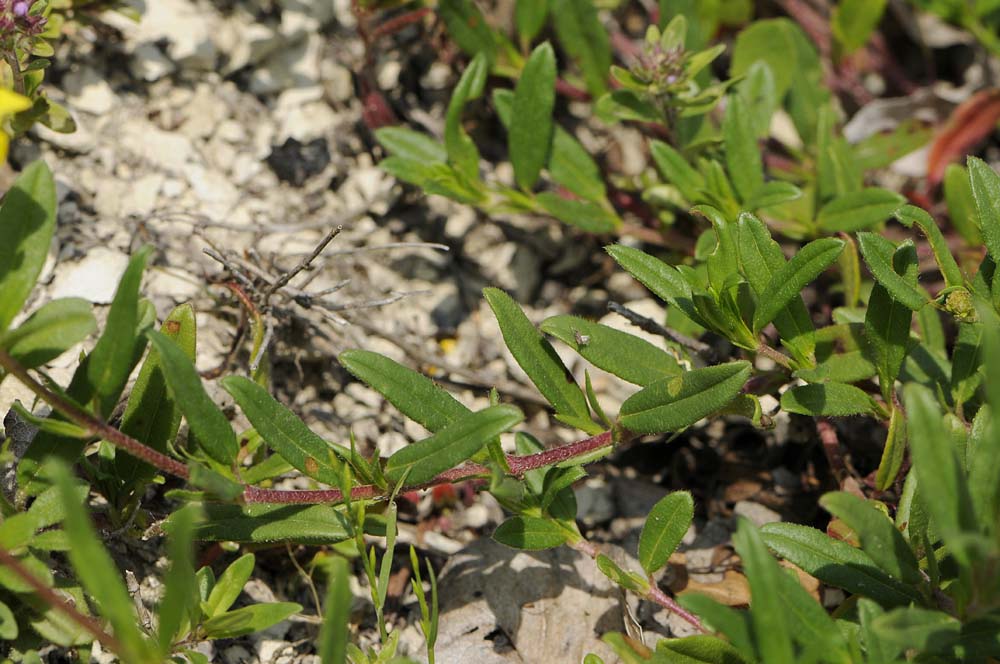 Helianthemum mummularium s. l.