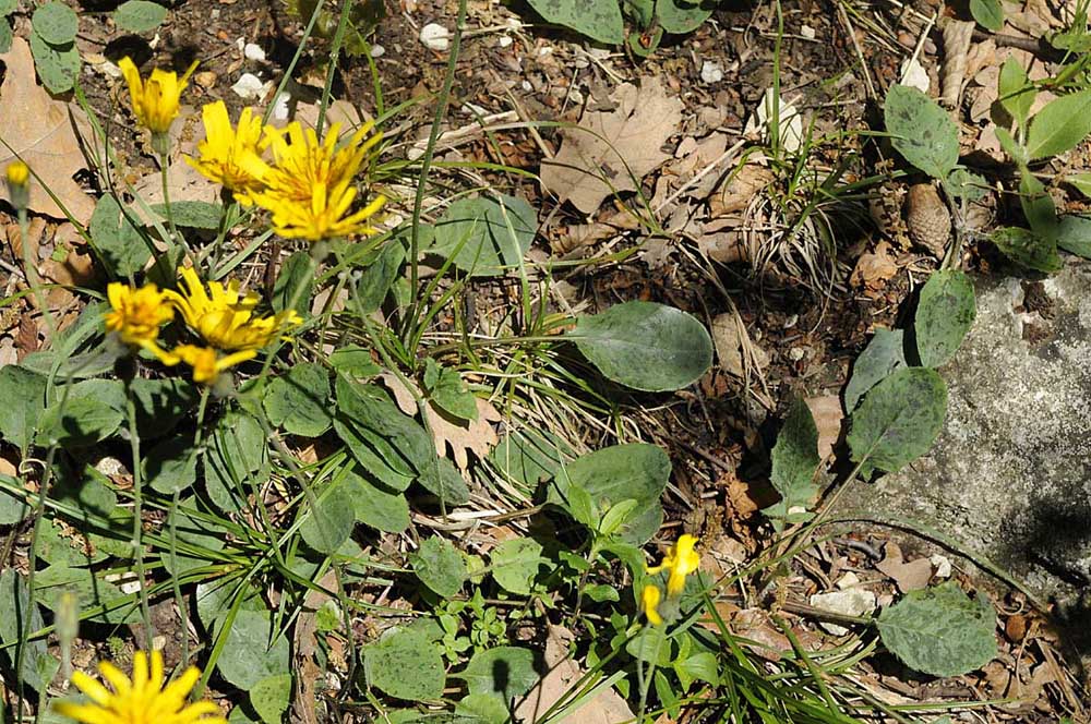 Hieracium a foglie macchiate