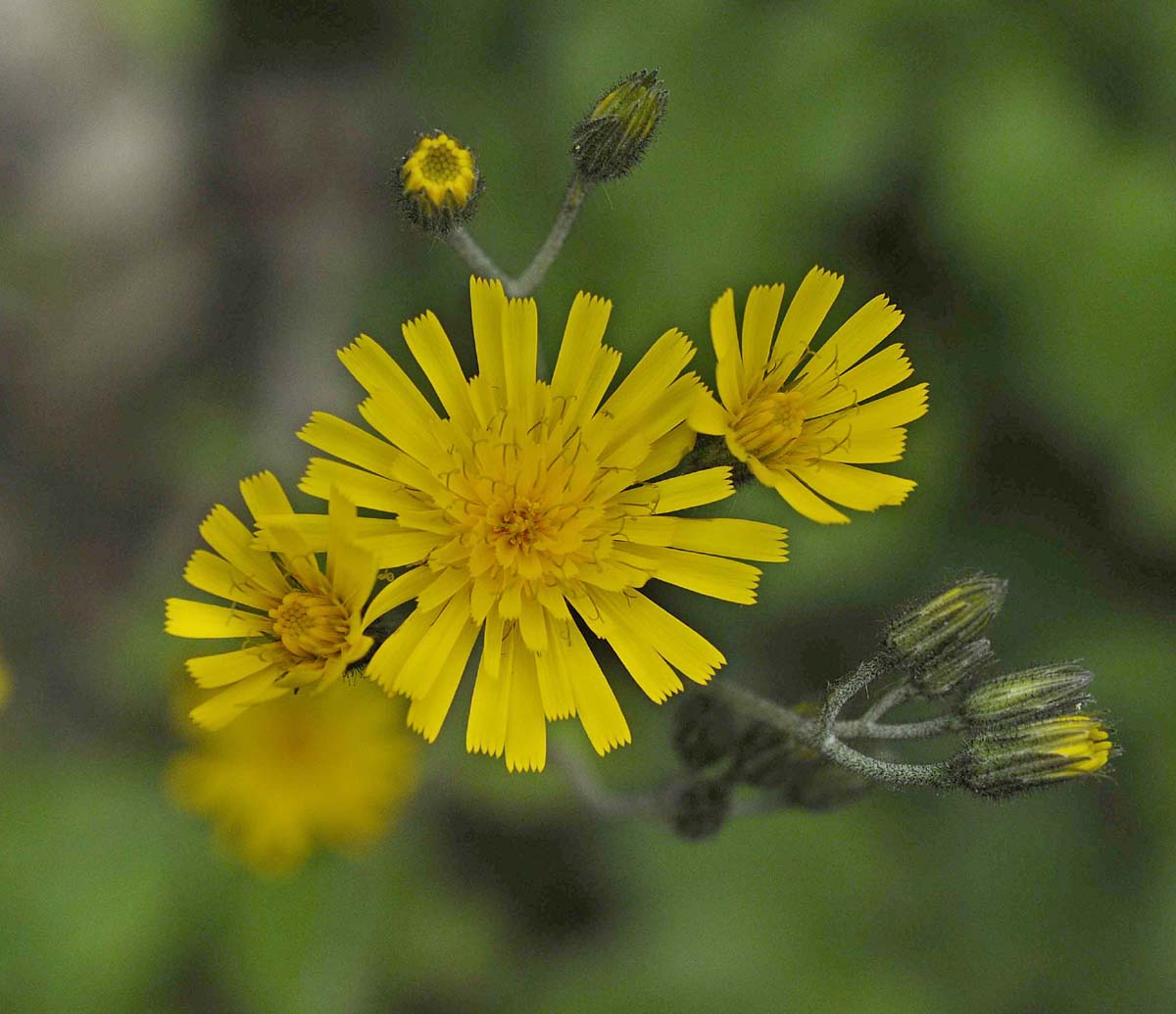 Hieracium bifidum?