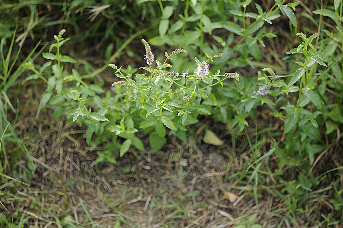 Mentha spicata?