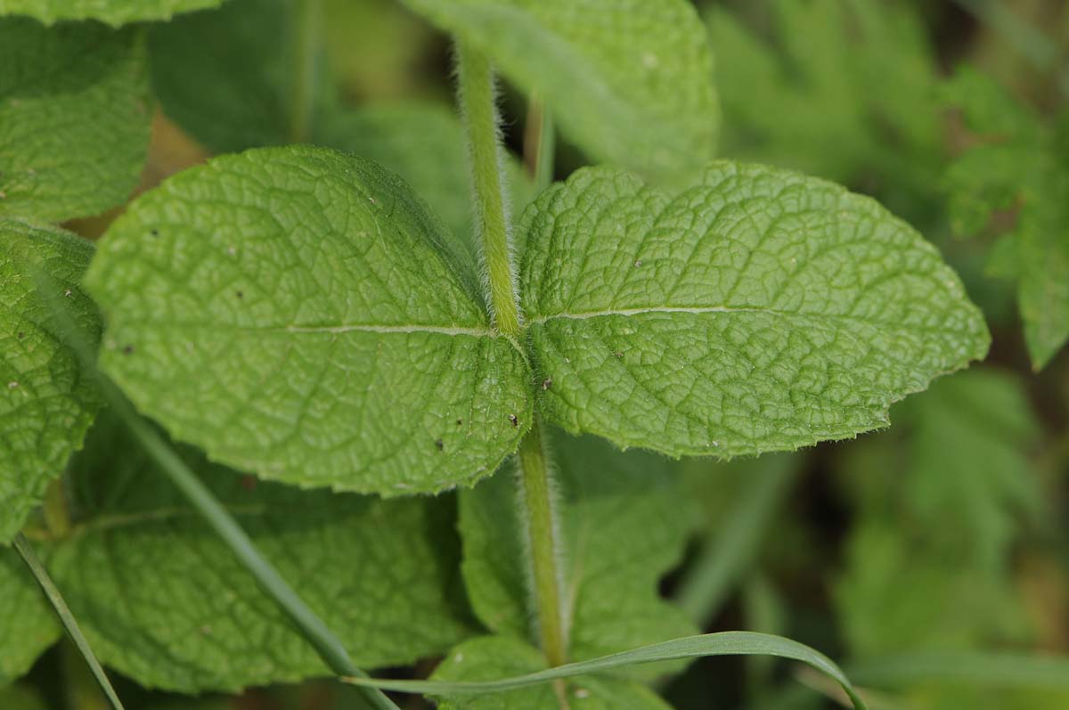 Mentha suaveolens?
