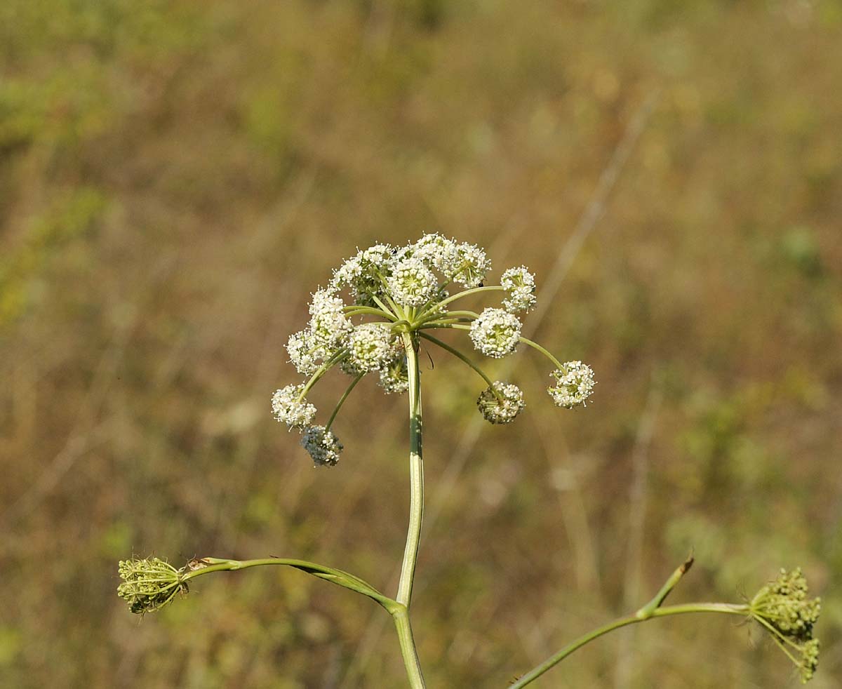 Peucedanum cervaria?